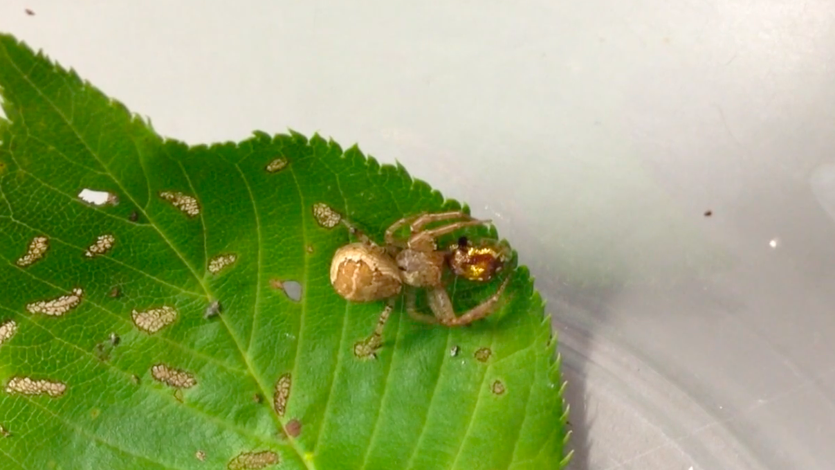 カニグモに対するセモンジンガサハムシの防衛