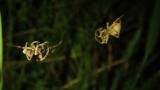 キザハシオニグモ Gibbaranea abscissa の配偶行動およびメスによる性的共食い