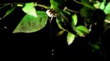 ムツトゲイセキグモの投げ縄振り回し行動 (1)