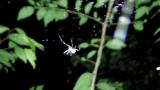 スズミグモのヨコ糸張り行動
