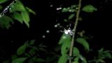スズミグモのヨコ糸張り行動（２）