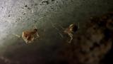 オオヒメグモを捕獲するサトヒメグモ