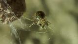 オオヒメグモ幼体を捕食するサトヒメグモ