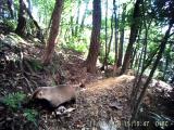 ビデオ2　ニホンアナグマの母メスによる巣材にするため落葉などを集めて、巣内に持ち入る