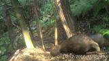 ビデオ5　3頭のアナグマによる巣穴の掻き出し。母親が巣内から土を運び出し、2頭のオスの仔が巣外で土や巣材を運んで、幼獣は掻き出しをしていない。