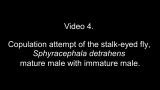 Video 4. Copulation attempt of the stalk-eyed fly, Sphyracephala detrahens: mature male with immature male.