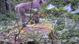 モミジイチゴの果実を食べるニホンザル