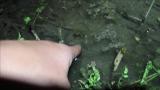 人間の指で発生させた水中の振動に対するオオガタスジシマドジョウのオスの反応