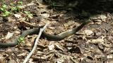Japanese rat snake, sunbathing?