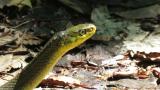 Japanese rat snake, tongue movement