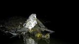 ヤマアカガエルを捕食するフクロウ