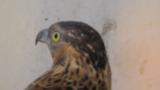 Crested Honey Buzzard in Himeji City Zoo, hesitation and eating