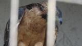 Crested Honey Buzzard in Himeji City Zoo, beak cleaning after eating, yawning, scratching