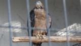 Crested Honey Buzzard in Himeji City Zoo, foot lifting, scratching