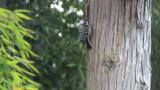 Japanese Pygmy Woodpecker, foraging and flight