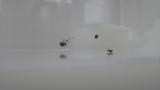 センショウグモの捕食から逃れるオオヒメグモの幼体