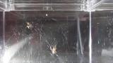 マダラヒメグモの幼体を捕食しようとするセンショウグモ