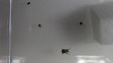 オオヒメグモ幼体を捕食したセンショウグモ