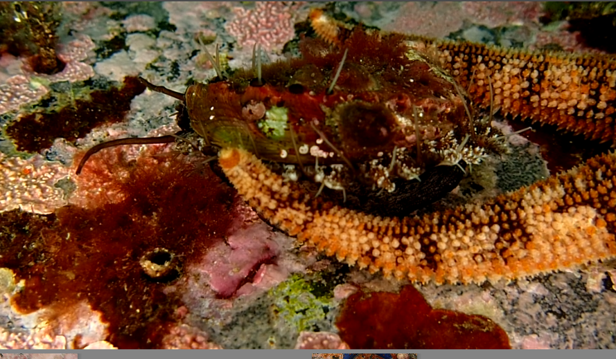 ヒトデの捕食から逃げるアワビ