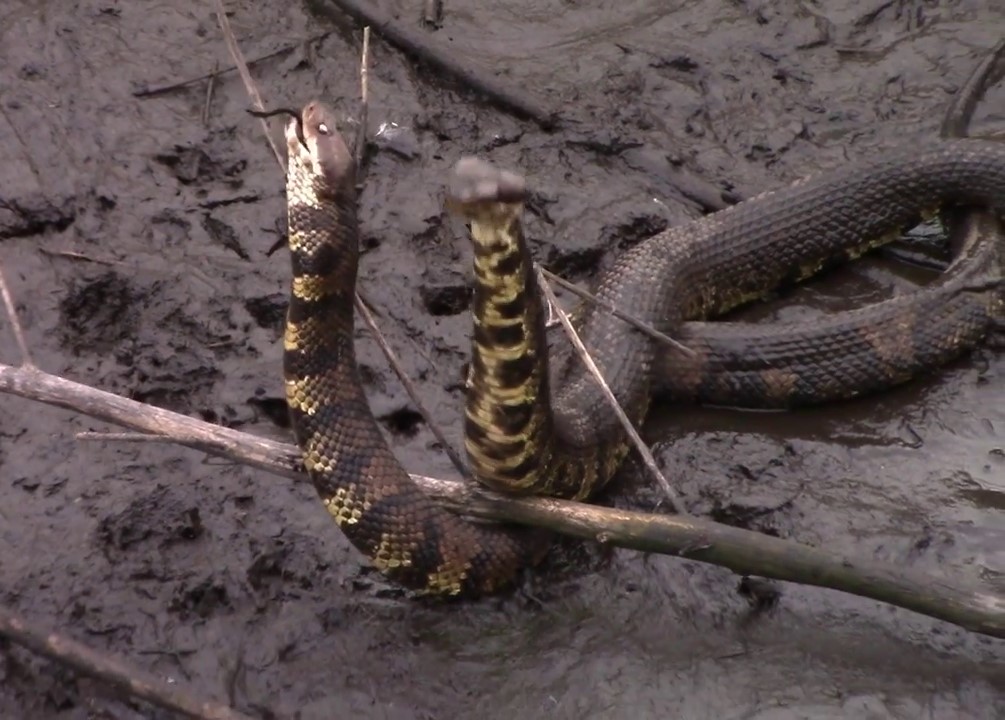 Supplemental Video 3. Northern cottonmouths in North Carolina engaged in food-induced male-male combat.