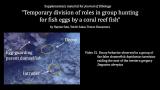 Video S1. Decoy behavior observed in a group of the false cleanerfish Aspidontus taeniatus raiding the nest of the western gregory Stegastes obreptus.