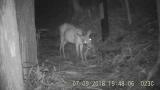 Unusual antler-gnawing behavior of sika deer