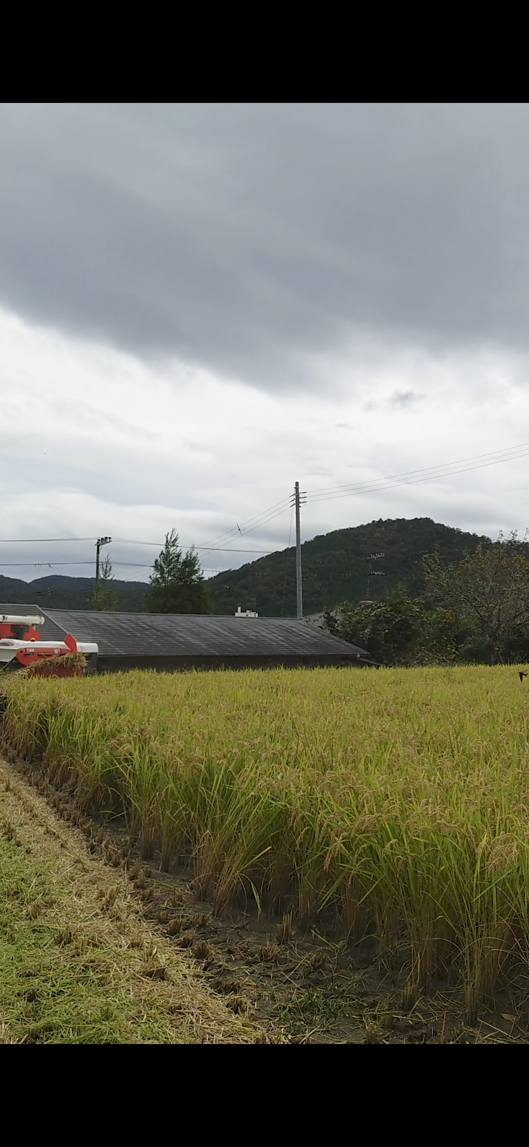 稲刈りに伴うツバメの給餌