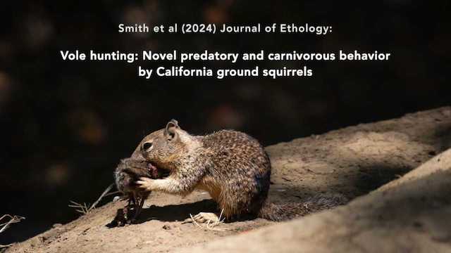 Vole hunting: Novel predatory and carnivorous behavior by California ground squirrels