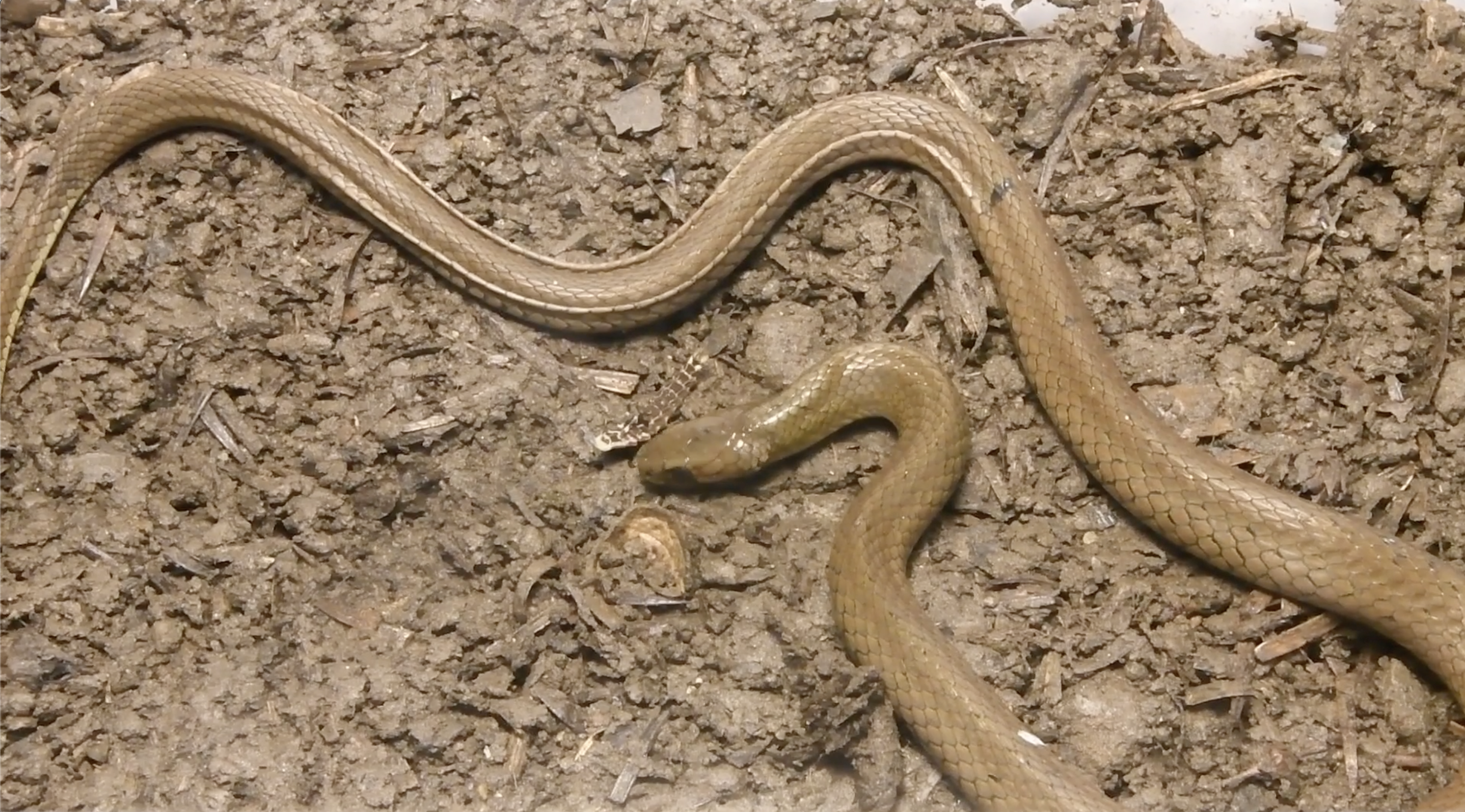 Chiwen keelback snake (Rhabdophis chiwen) feeds on a firefly larva