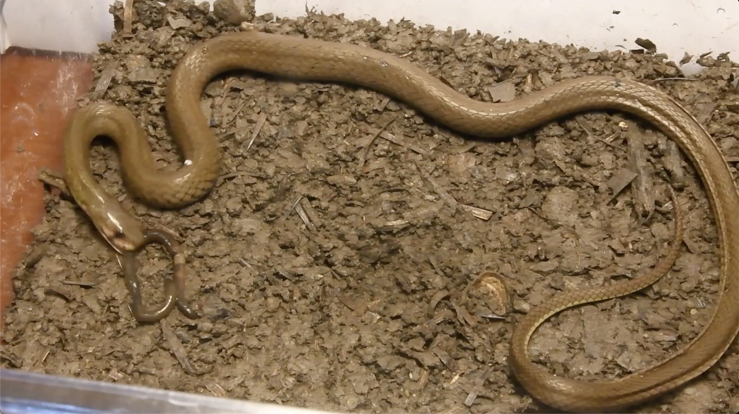 Chiwen keelback snake (Rhabdophis chiwen) feeds on an earthworm