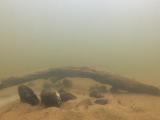 イチモンジタナゴの繫殖行動④