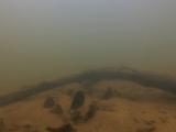 イチモンジタンゴの繁殖行動⑤