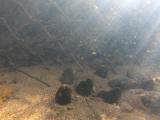 アカヒレタビラの繁殖行動⑥