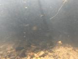 アカヒレタビラの縄張り行動⑩