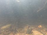 アカヒレタビラの縄張り行動⑫