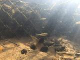 アカヒレタビラの繁殖行動⑪