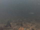 アカヒレタビラの産卵行動①