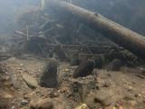 アカヒレタビラの繁殖行動⑯