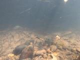 アカヒレタビラの繫殖行動⑲