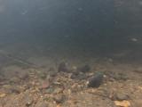 アカヒレタビラの繫殖行動22