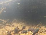 アカヒレタビラの繫殖行動27