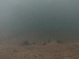 シロヒレタビラの繁殖行動