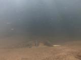 シロヒレタビラの縄張り行動②