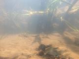シロヒレタビラの繫殖行動⑤
