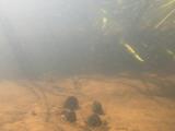 シロヒレタビラの繁殖行動⑨