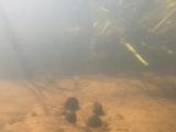 シロヒレタビラの繁殖行動⑪