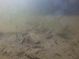 ニッポンバラタナゴの繫殖行動⑨