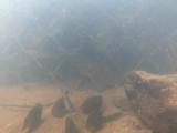 マタナゴの繁殖行動②