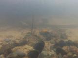 マタナゴの繁殖行動③