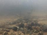 マタナゴの繁殖行動⑤